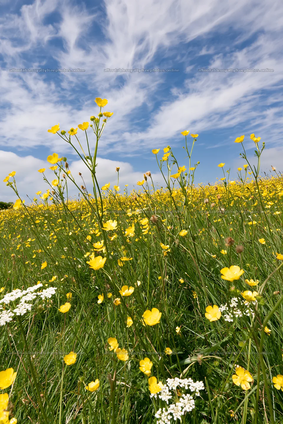 Buttercup meadow in Yorkshire Dales under blue sky – royalty-free photos 6480x9722