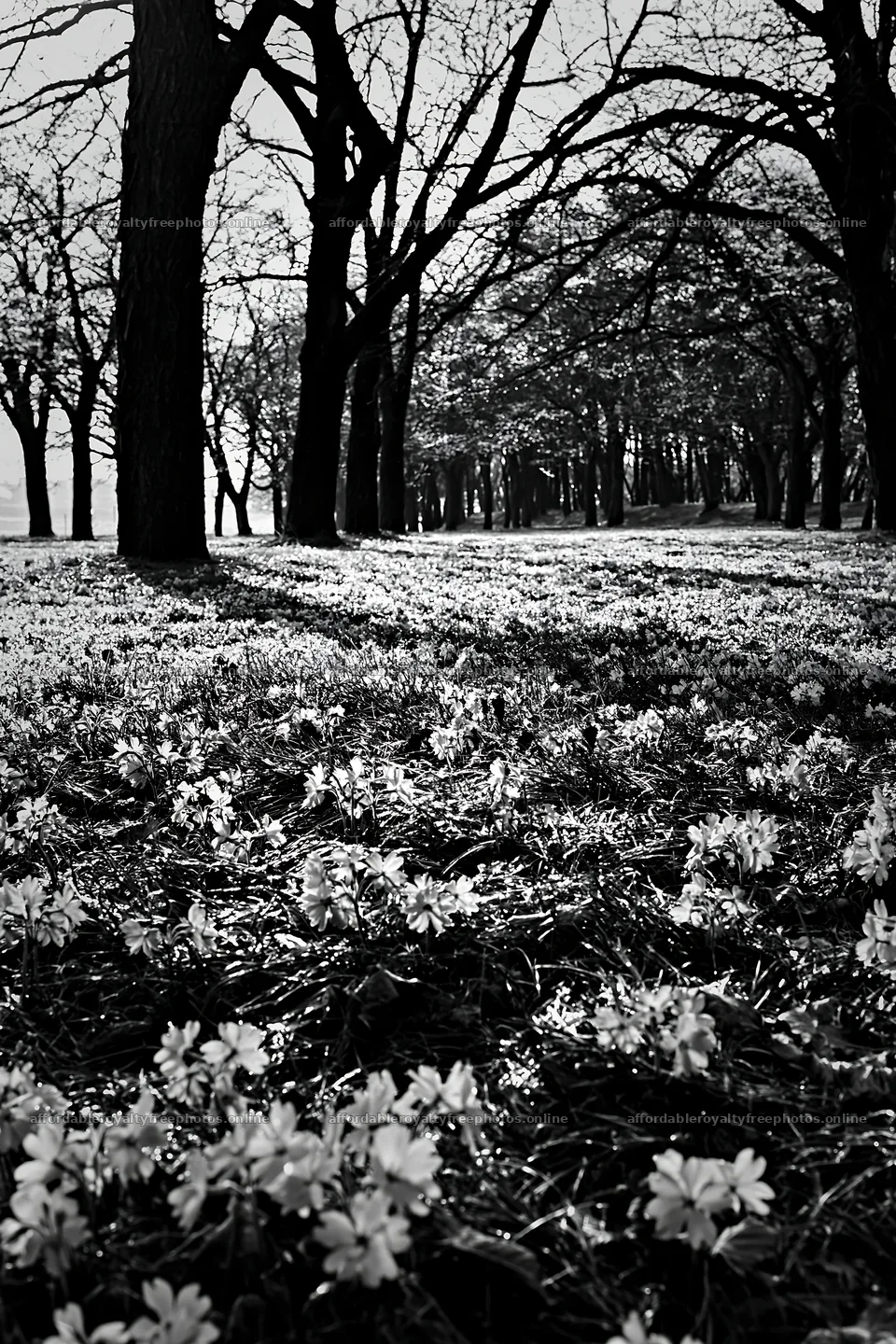 Seaside orchard meadow with flowers and trees – royalty-free photos 6480x9722