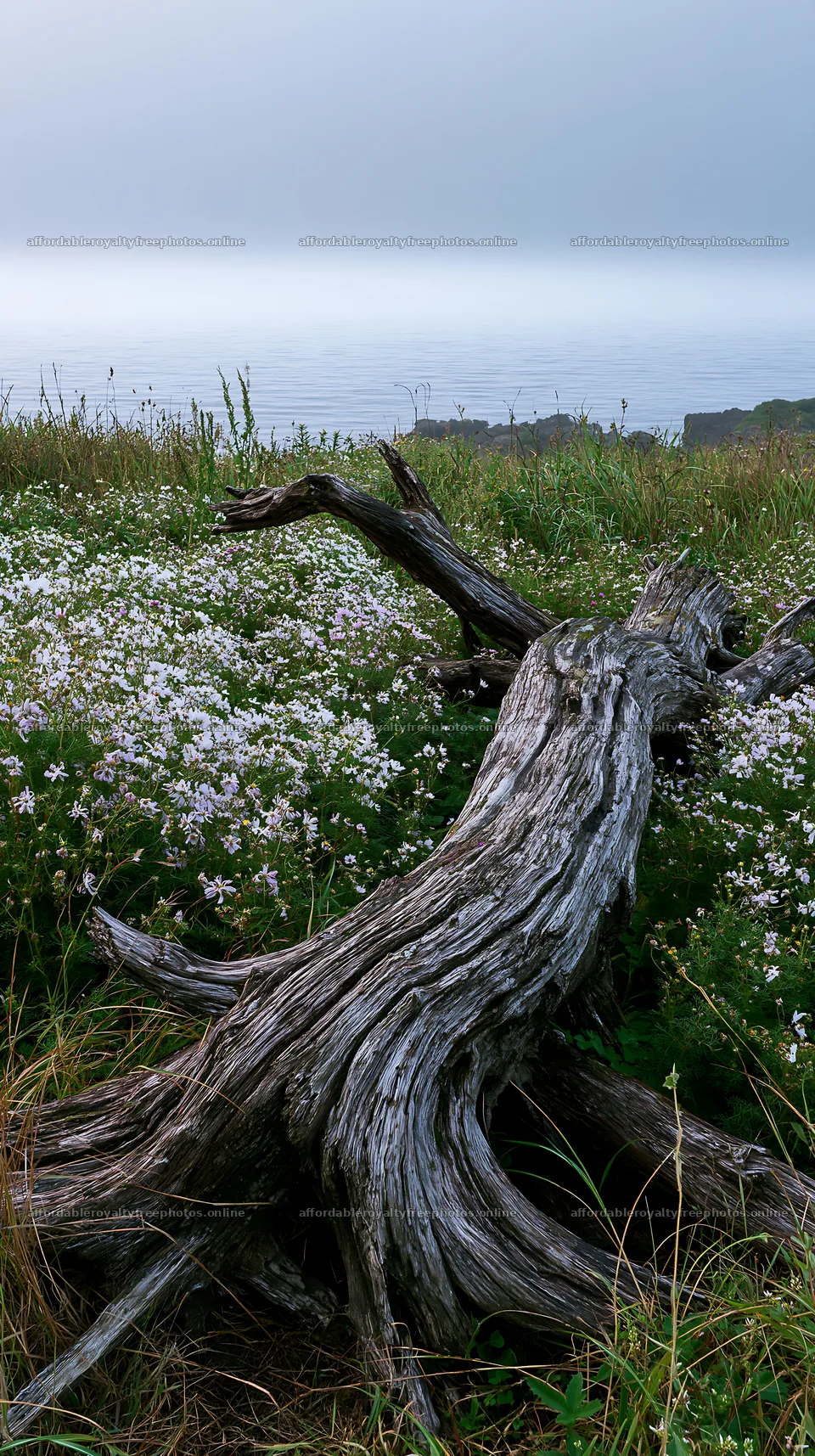Driftwood on the coastal meadow in Nagasaki – royalty-free photos 5938x10608