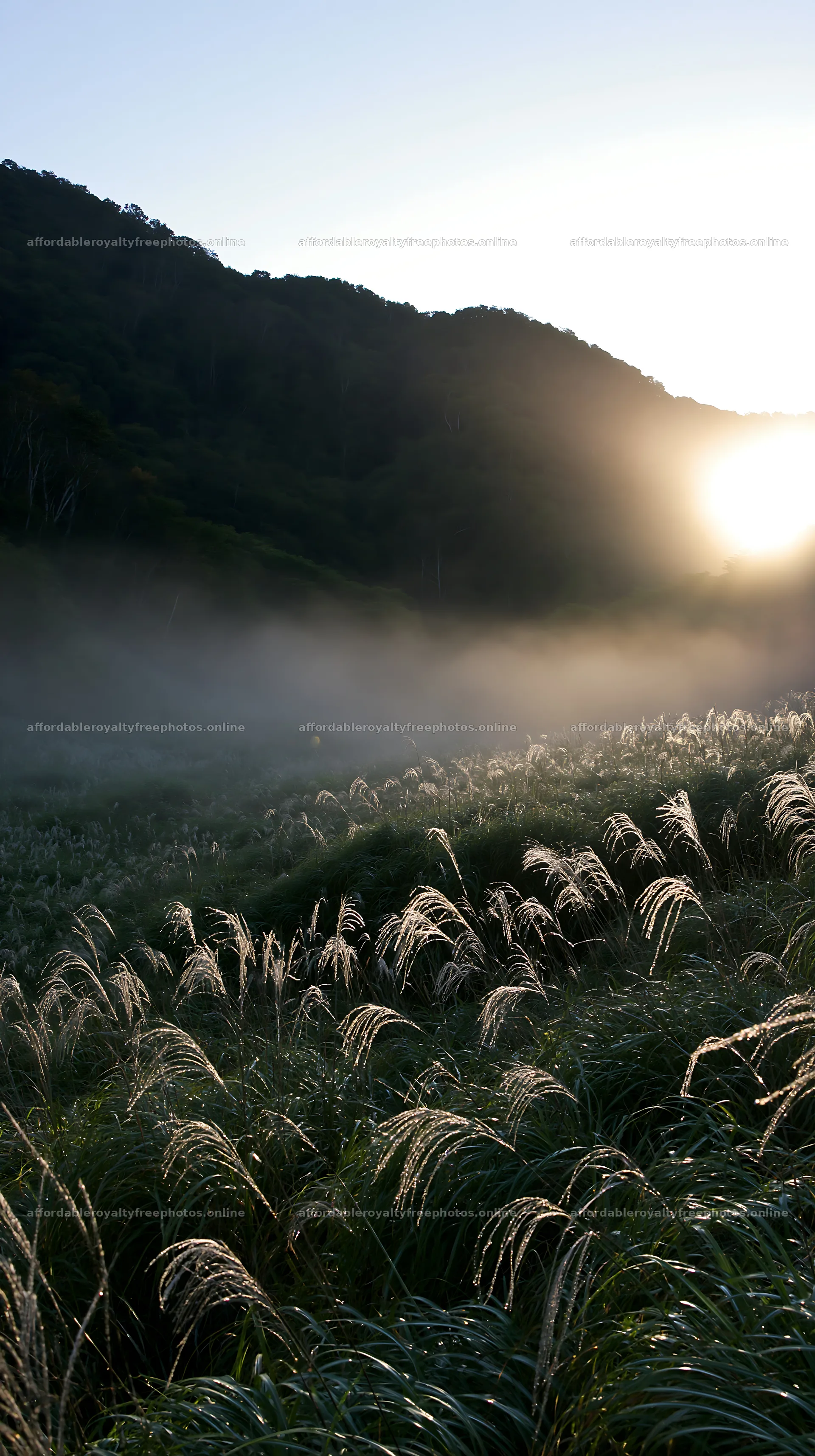 Hokkaido silver grass meadow at sunrise – royalty-free photos 5938x10608