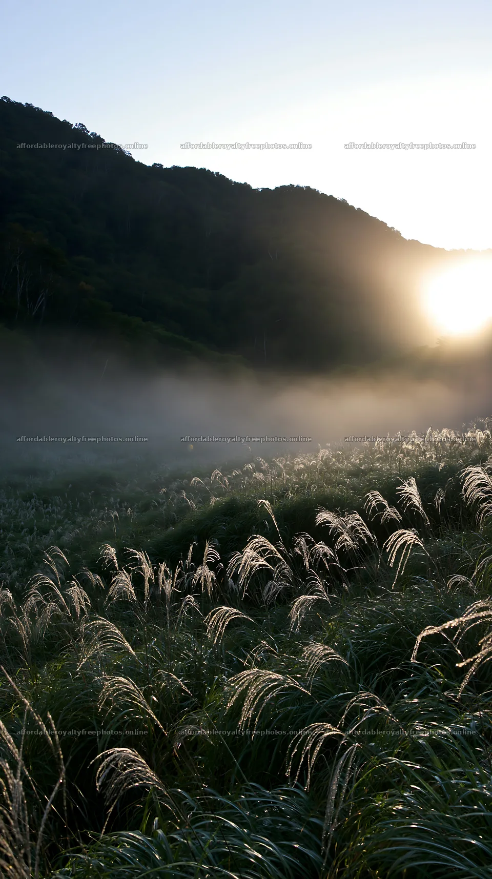Hokkaido silver grass meadow at sunrise – royalty-free photos 5938x10608