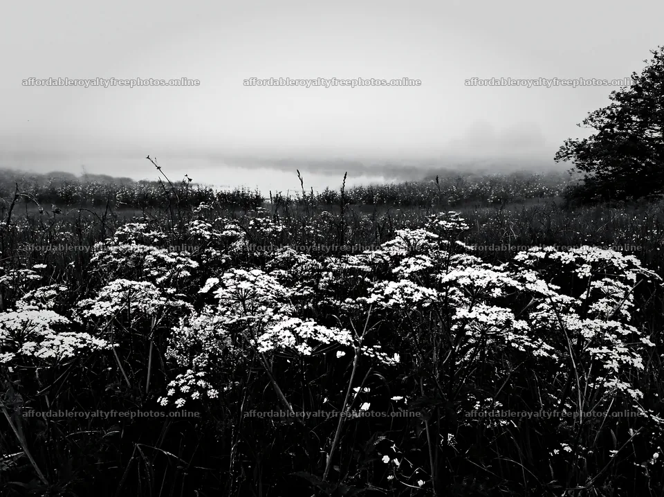 Lakeside orchard meadow with fog and white flowers – royalty-free photos 9174x6866