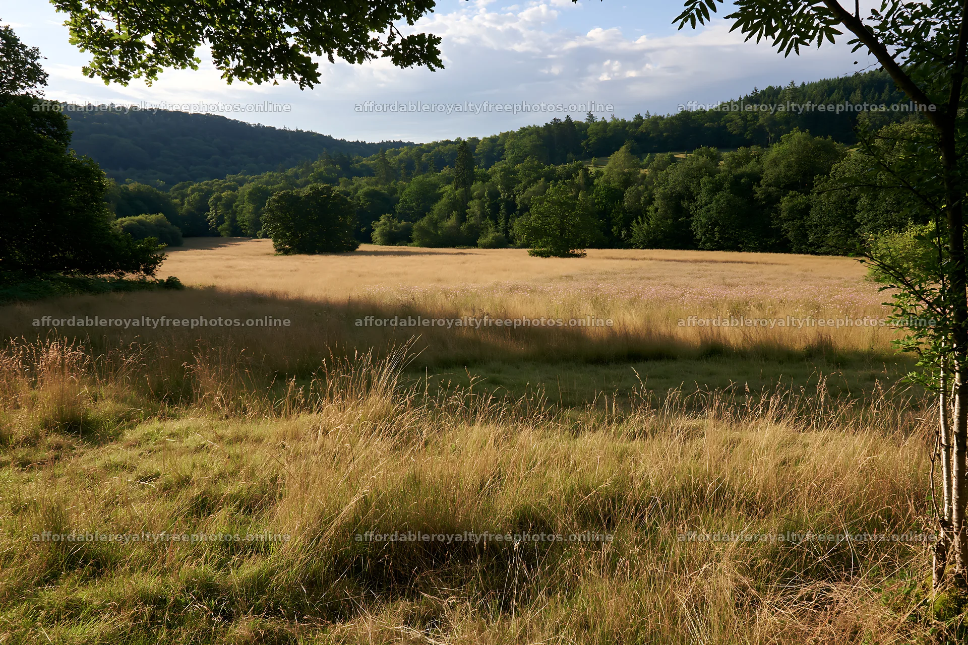 Wooded valley meadow with tall grass and green trees – royalty-free photos 9722x6480