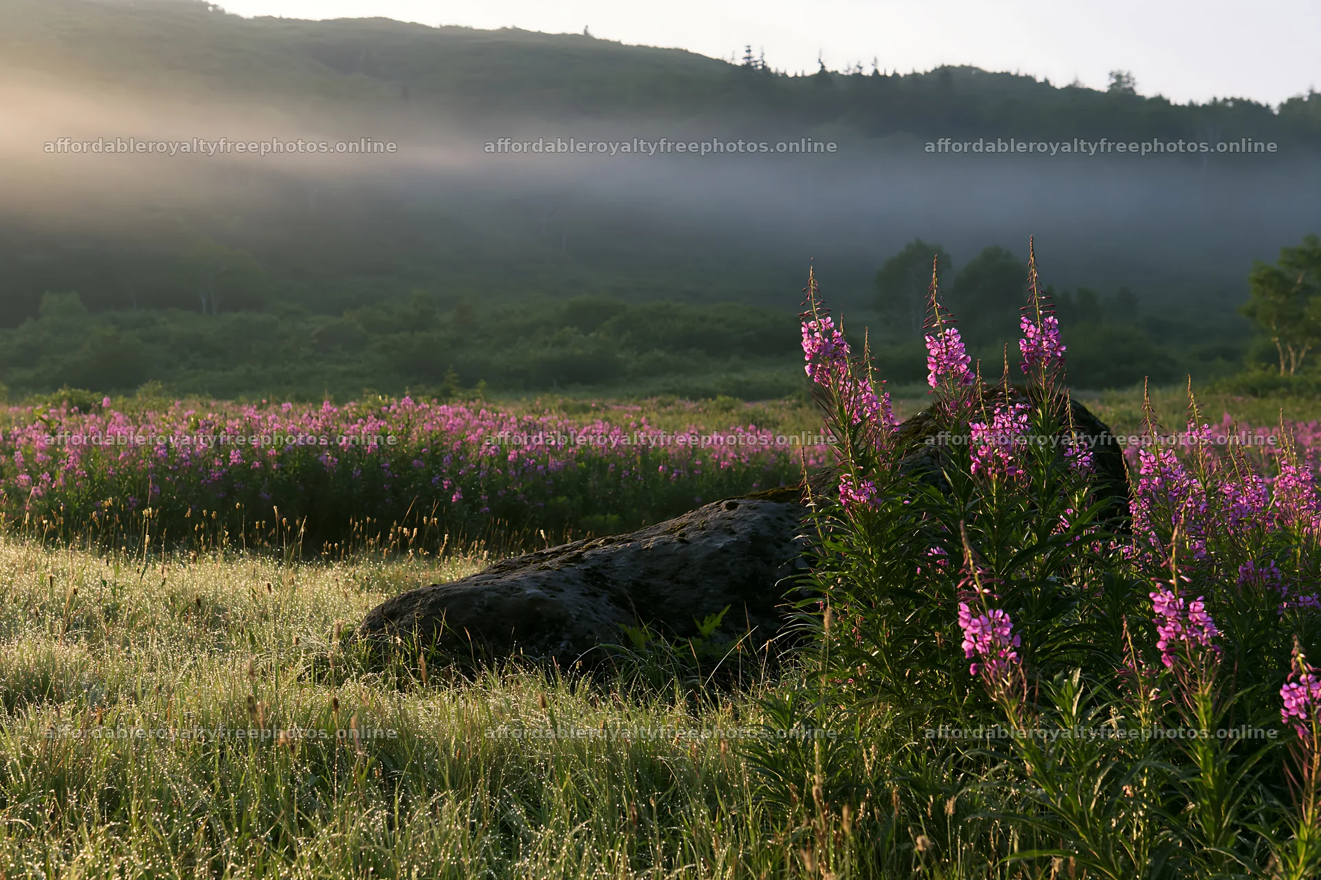 Aomori climate resilient meadow with boulder in morning – royalty-free photos 9722x6480