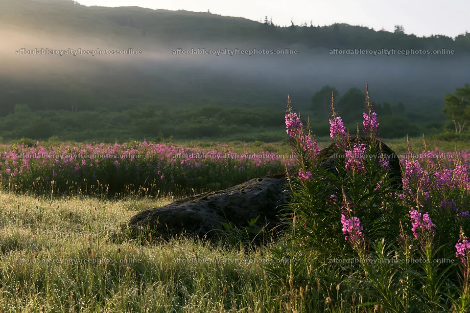 Aomori climate resilient meadow with boulder in morning – royalty-free photos 9722x6480