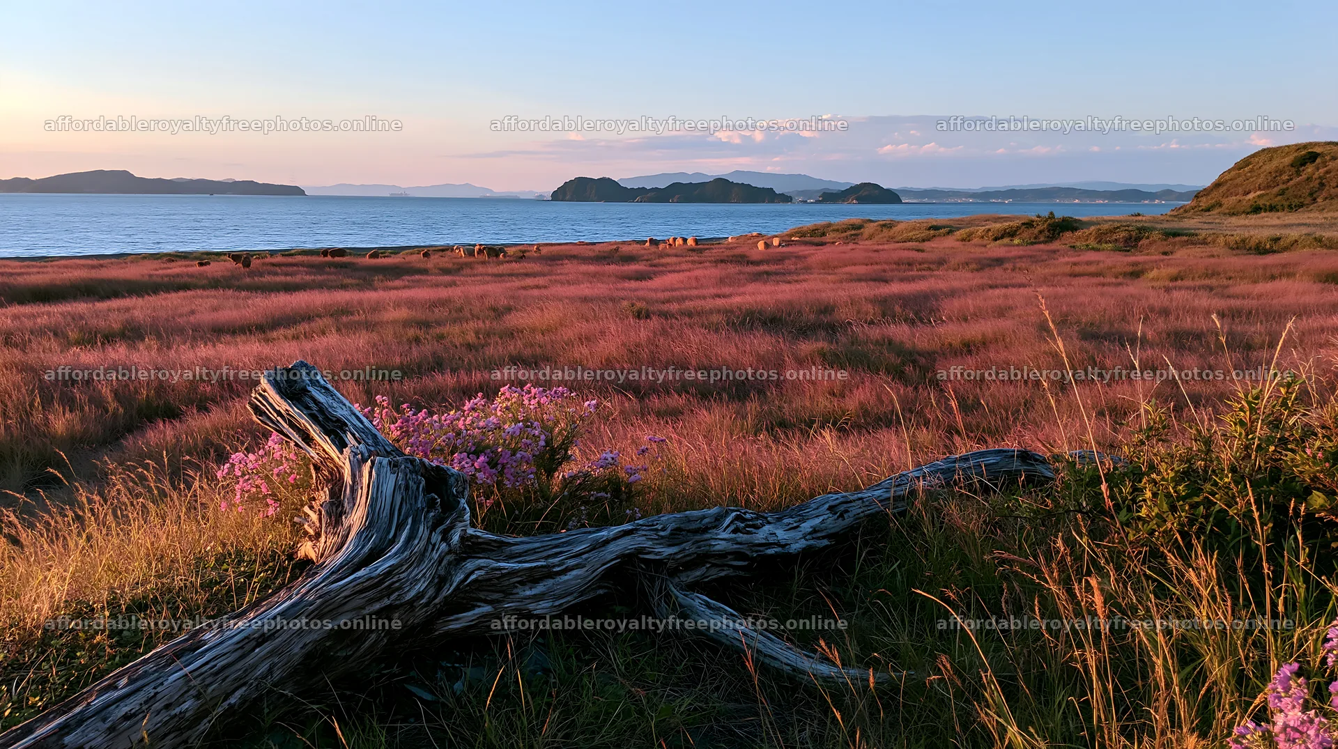 Nagasaki coastal meadow with driftwood and ocean view – royalty-free photos 10608x5938