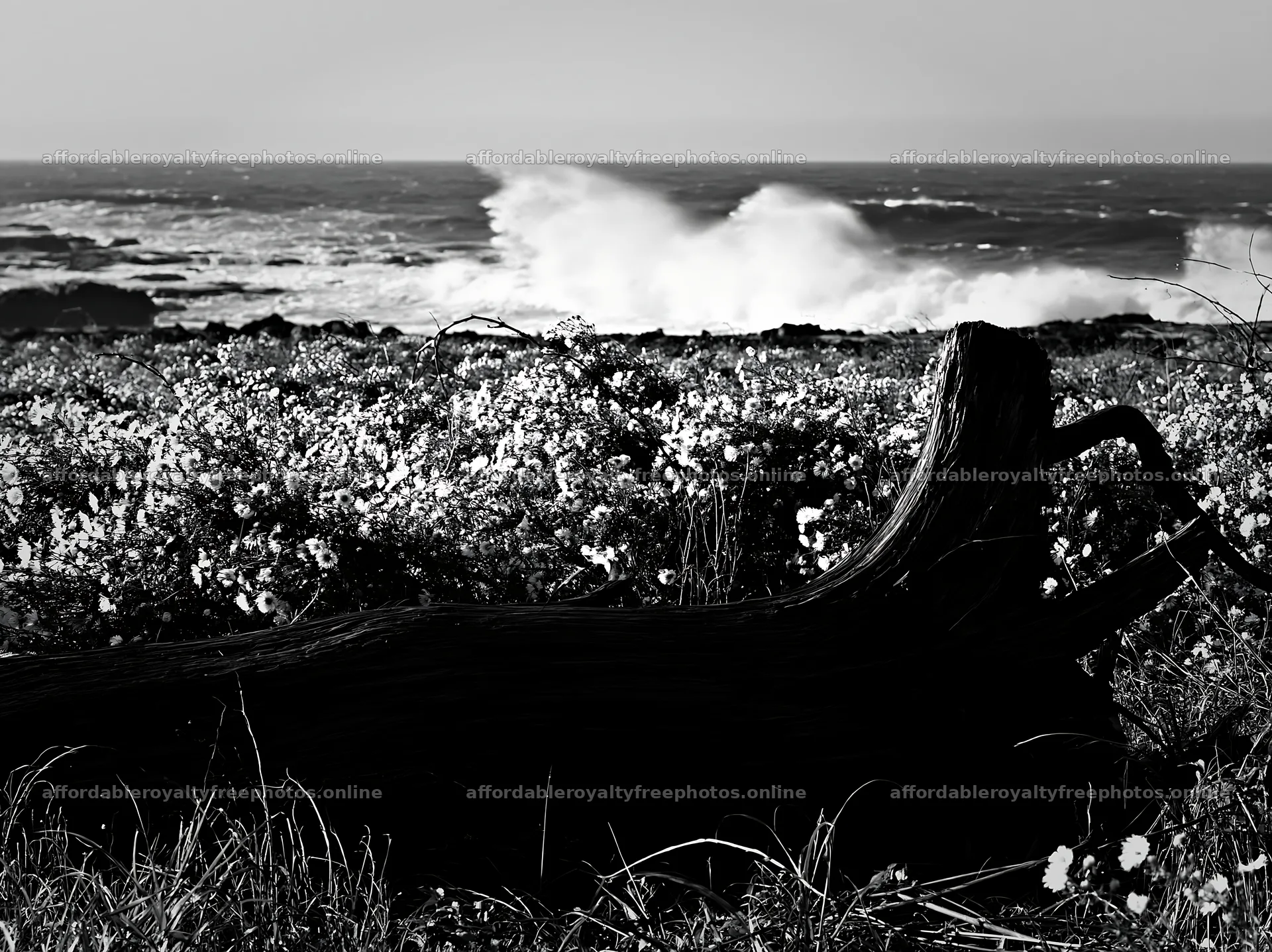 Ishikawa coastal meadow storm washed driftwood near – royalty-free photos 9174x6866