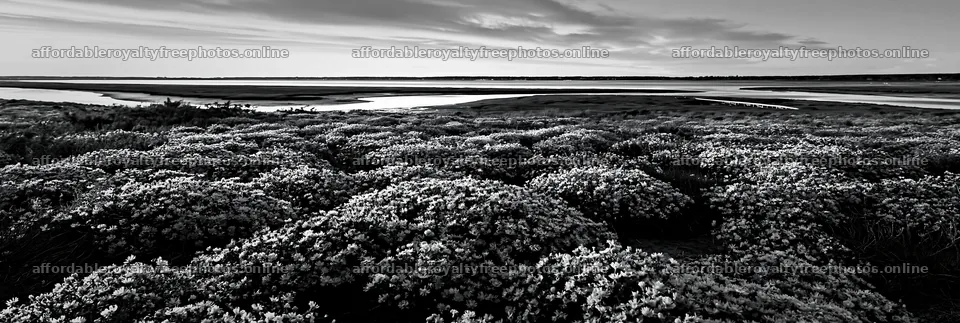 Colorful aster meadow in the bright sunlight near a river – royalty-free photos 13690x4602