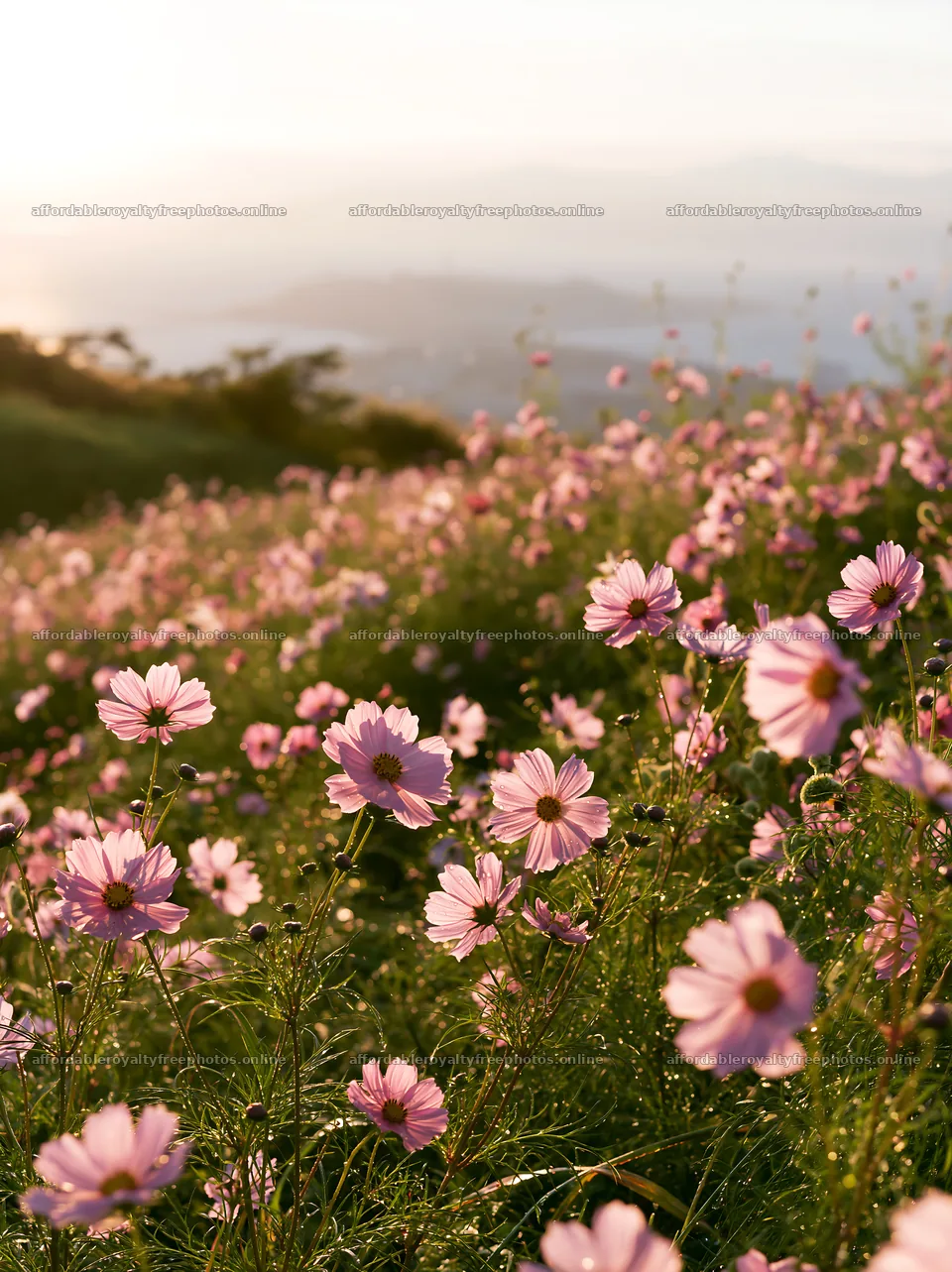 Shizuoka seasonal meadow after heavy rain with blooming – royalty-free photos 6866x9174