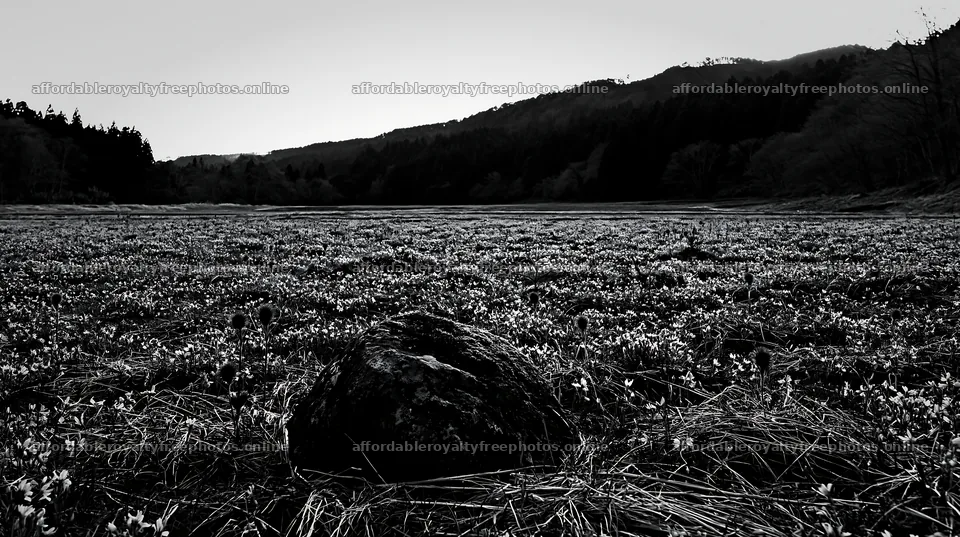 Miyagi spring recovery meadow mossy stone attracts – royalty-free photos 10608x5938