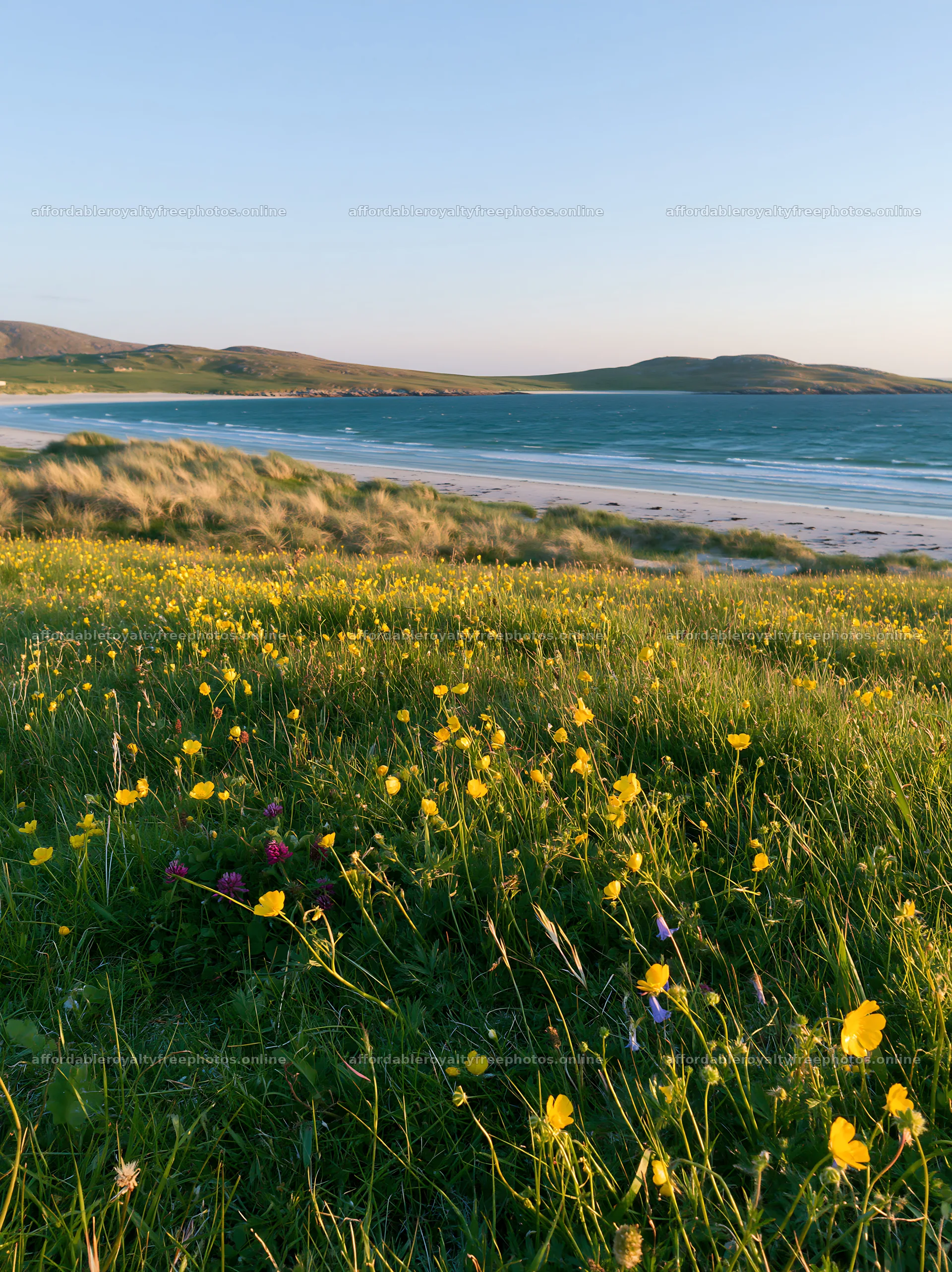 Colorful buttercup meadow by the shoreline under clear – royalty-free photos 6866x9174