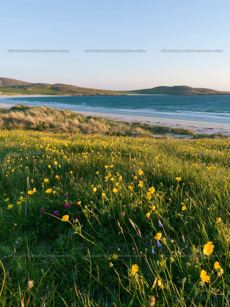 Colorful buttercup meadow by the shoreline under clear – royalty-free photos 6866x9174