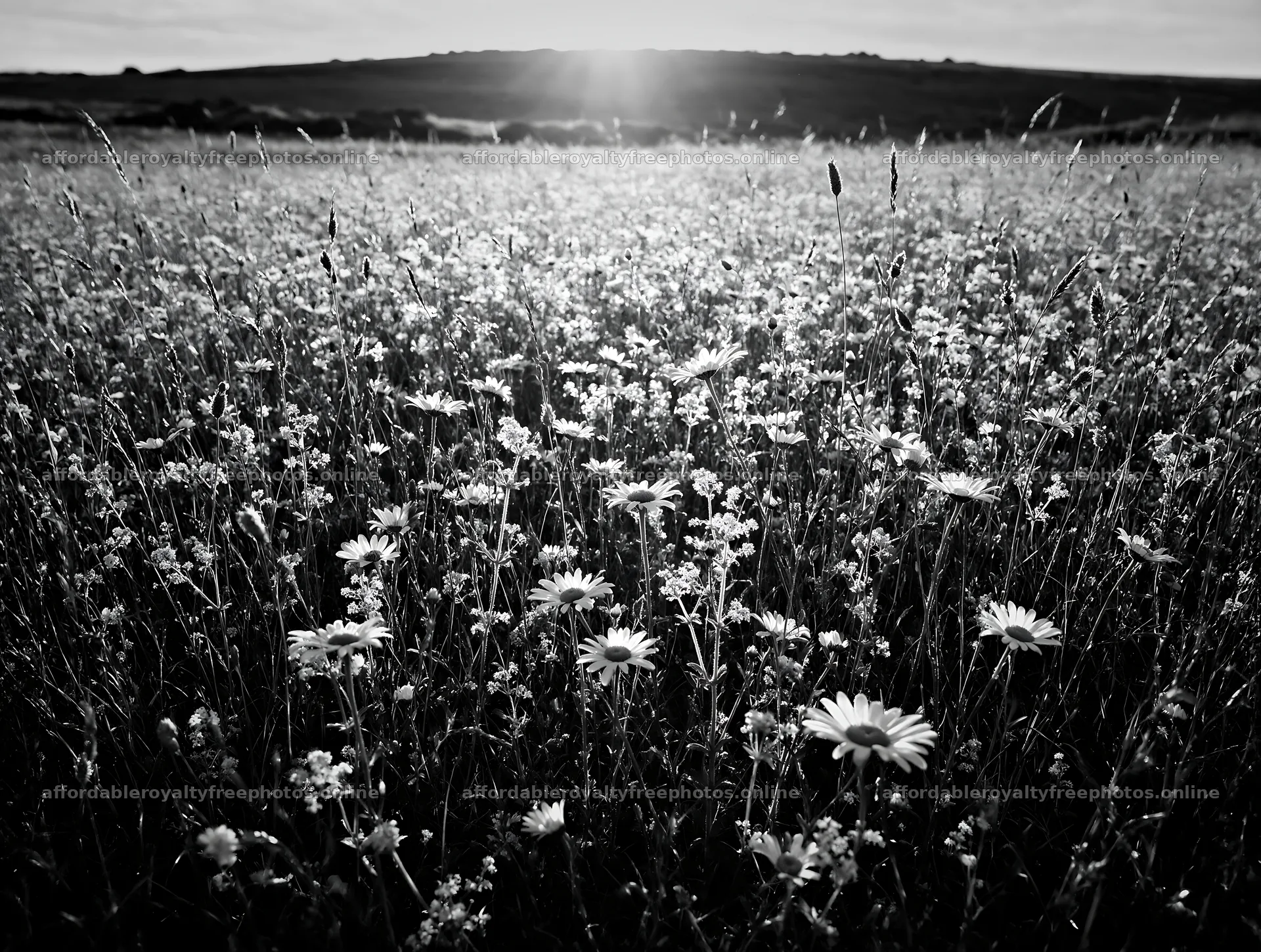 Rewilded meadow with wildflowers at sunset in open field – royalty-free photos 9134x6898