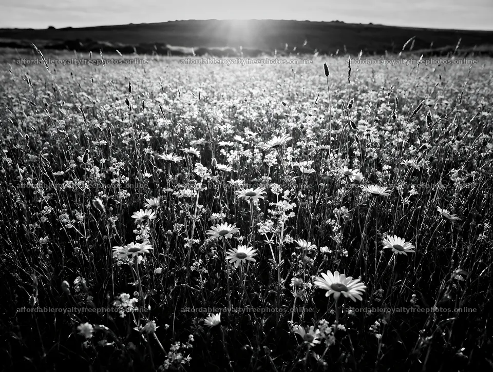 Rewilded meadow with wildflowers at sunset in open field – royalty-free photos 9134x6898