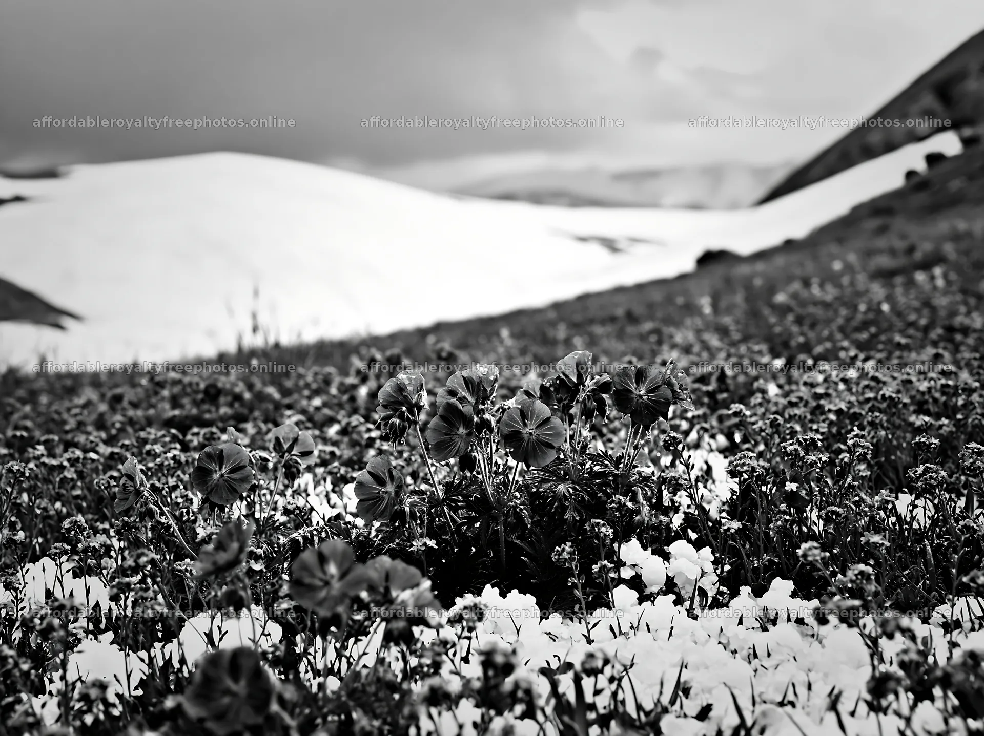Snowline meadow with blue flowers and white snow patches – royalty-free photos 9174x6866