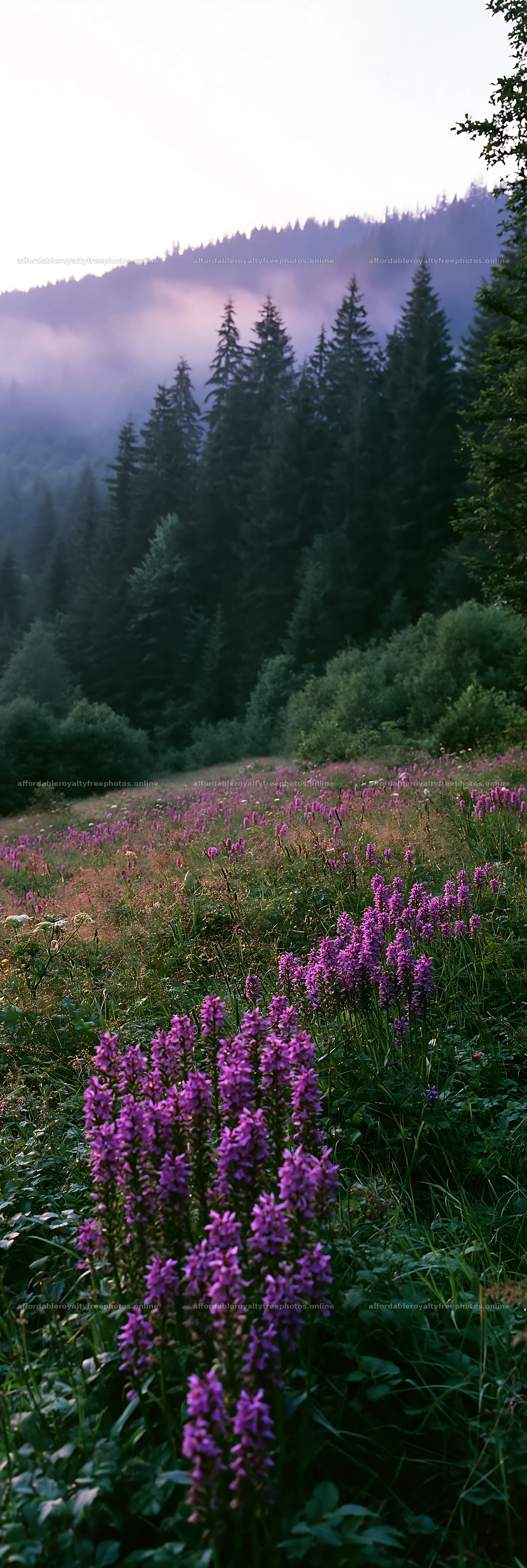 Colorful orchid meadow in a forest setting – royalty-free photos 4602x13690