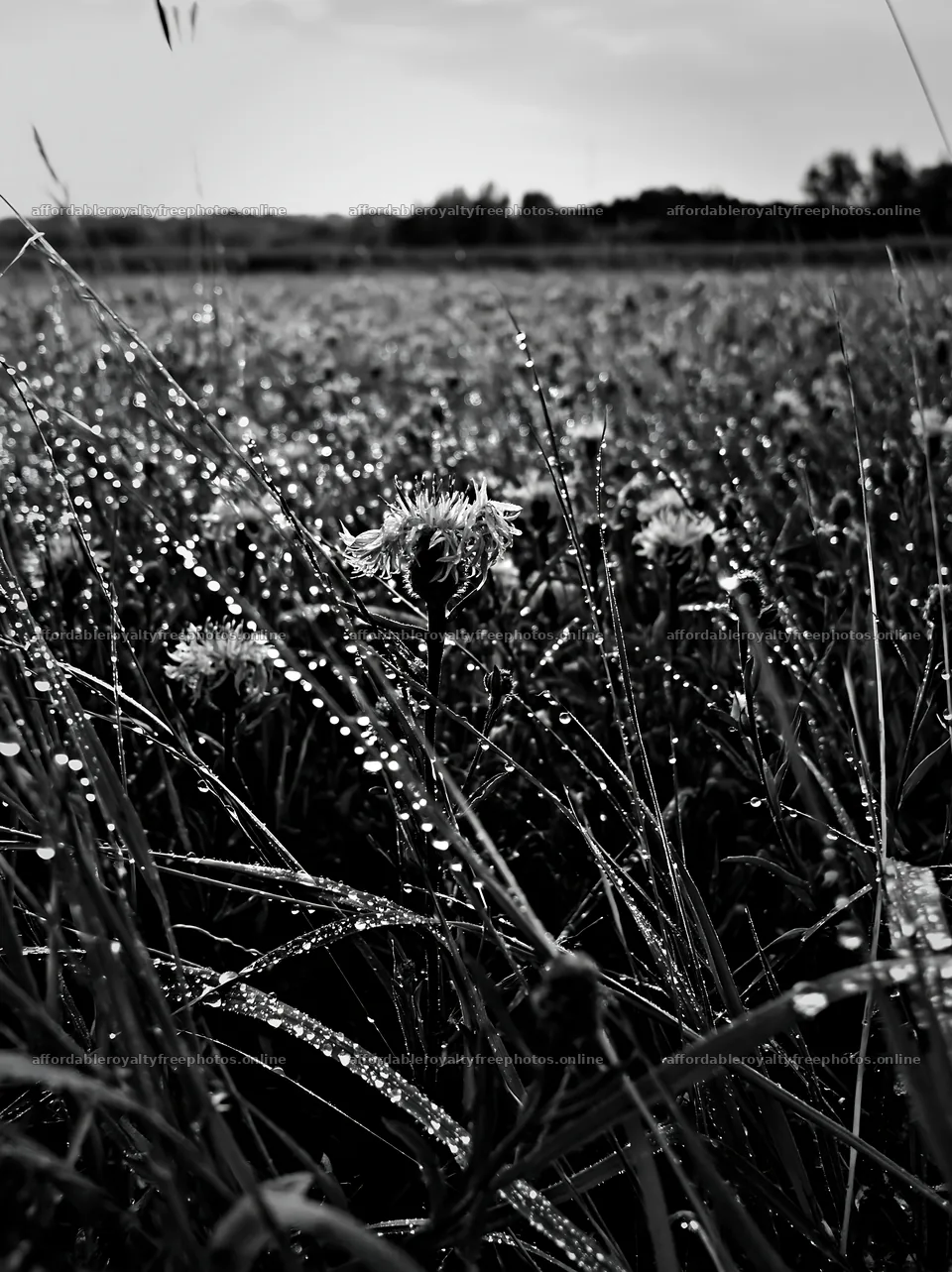 Violet knapweed meadow with dew drops in black and white – royalty-free photos 6866x9174