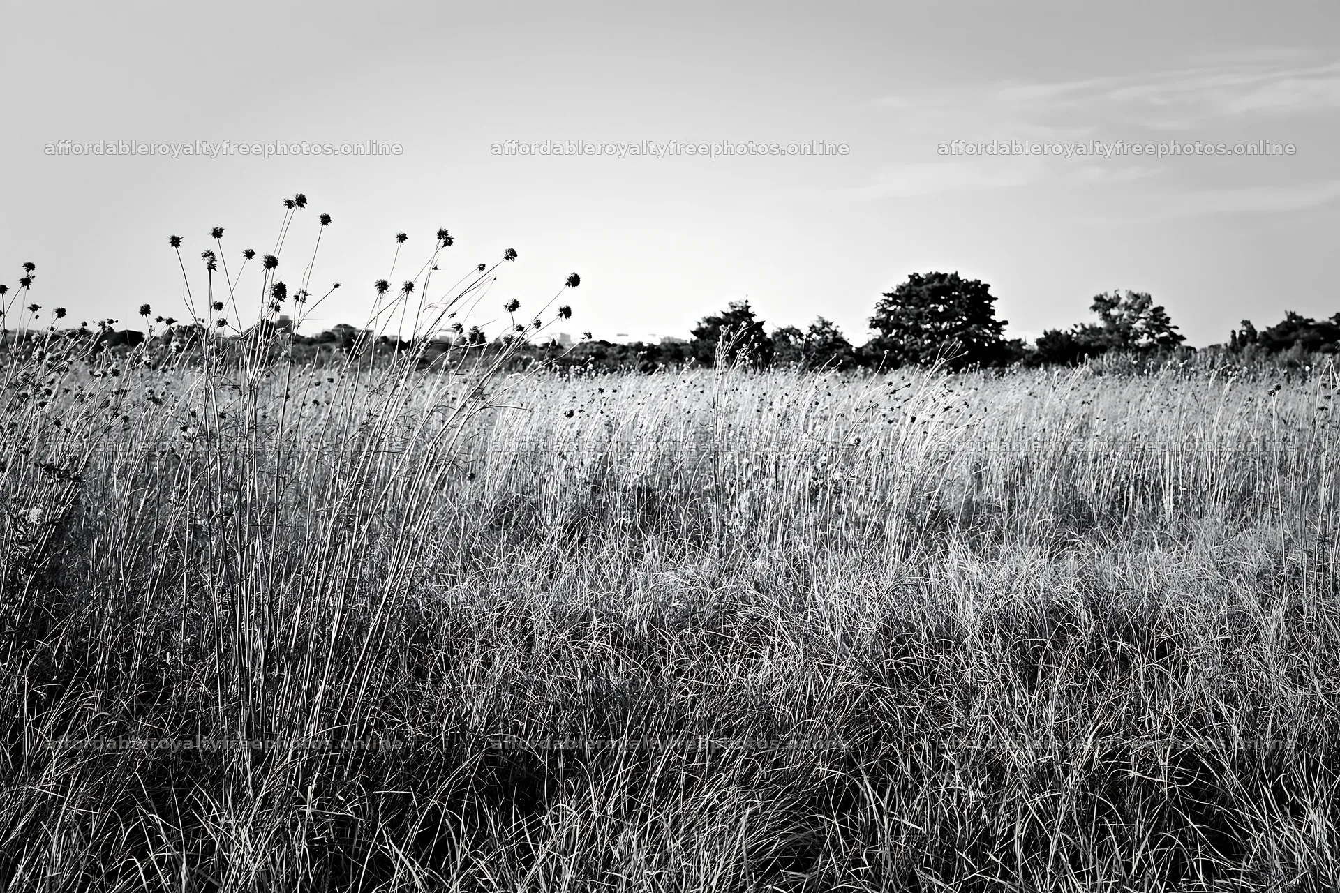 Tokyo urban biodiversity meadow with seedheads – royalty-free photos 9722x6480