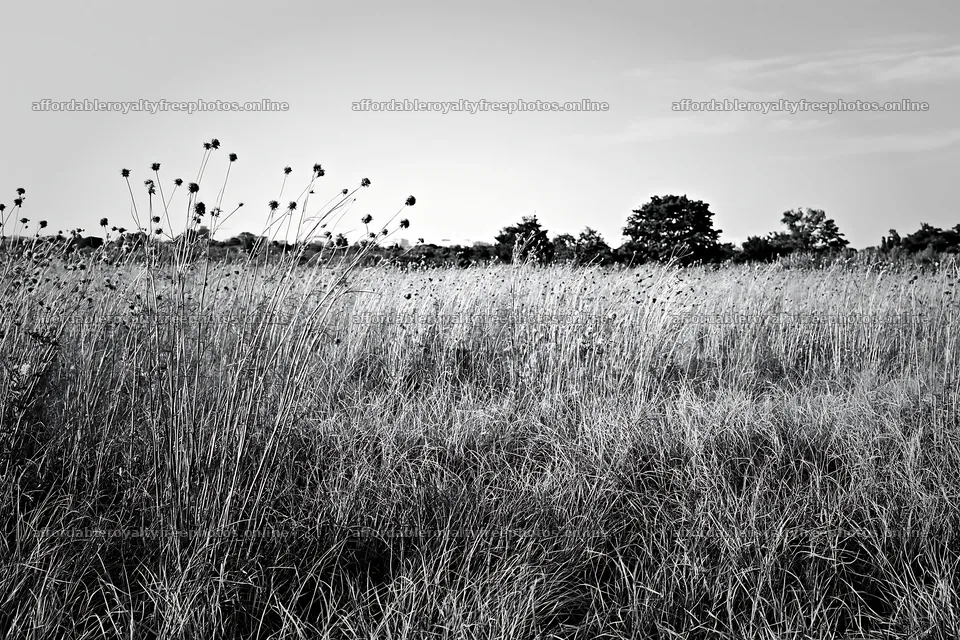 Tokyo urban biodiversity meadow with seedheads – royalty-free photos 9722x6480