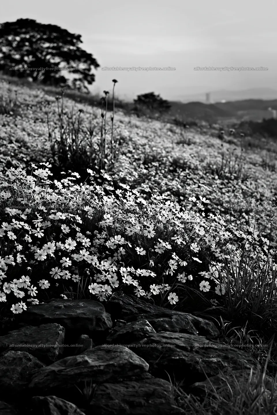 Kyoto spring wildflower meadow stone foreground – royalty-free photos 6480x9722