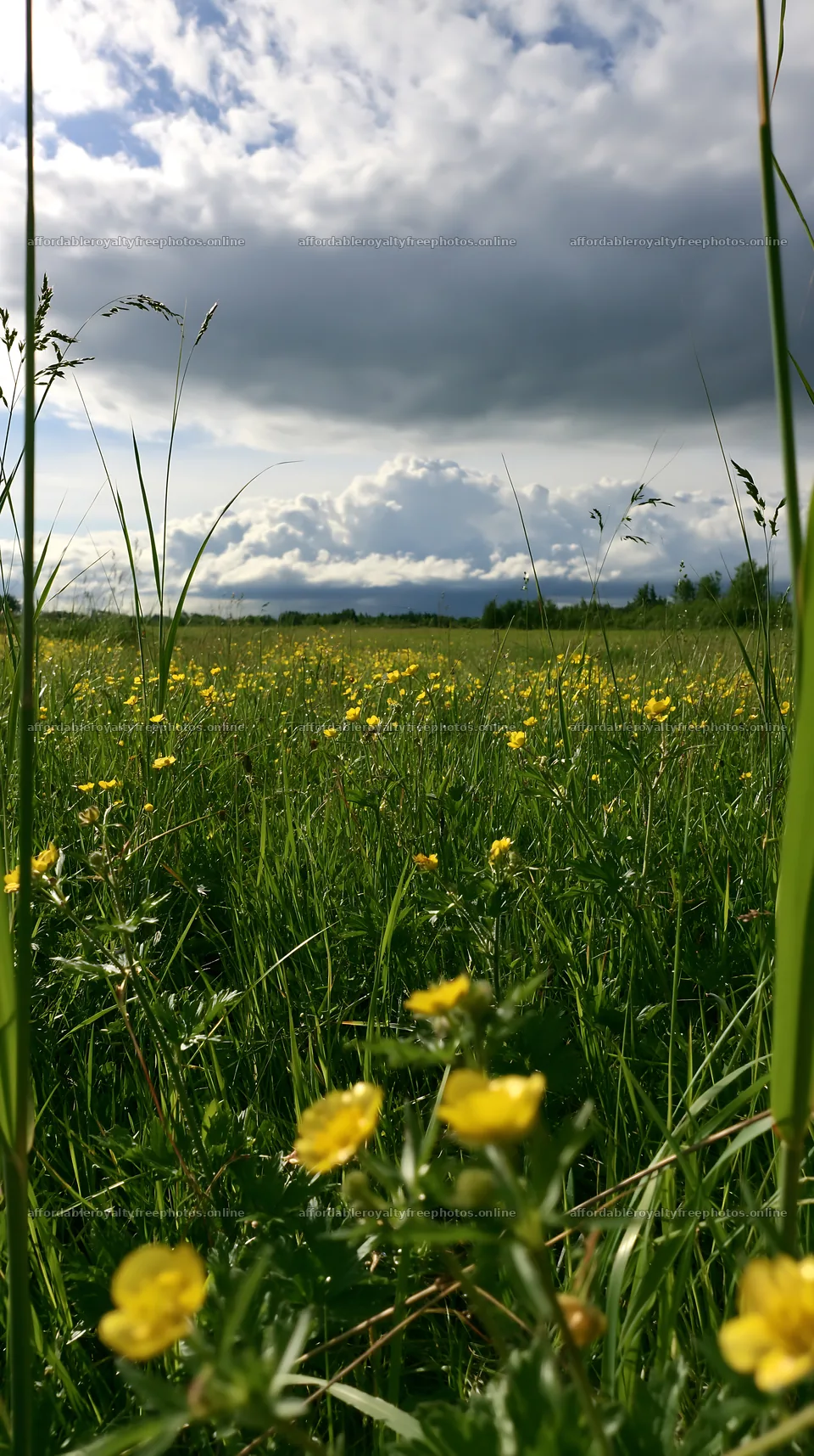 Saga floodplain meadow with reed foreground filled with – royalty-free photos 5938x10608