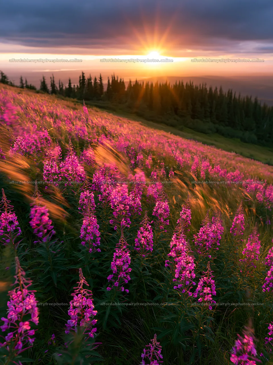 Fireweed meadow at sunset in the mountains – royalty-free photos 6866x9174