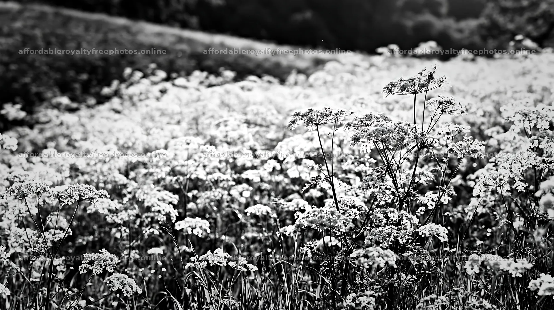 Meadow whiteout with blooming flowers in a natural field – royalty-free photos 10608x5938