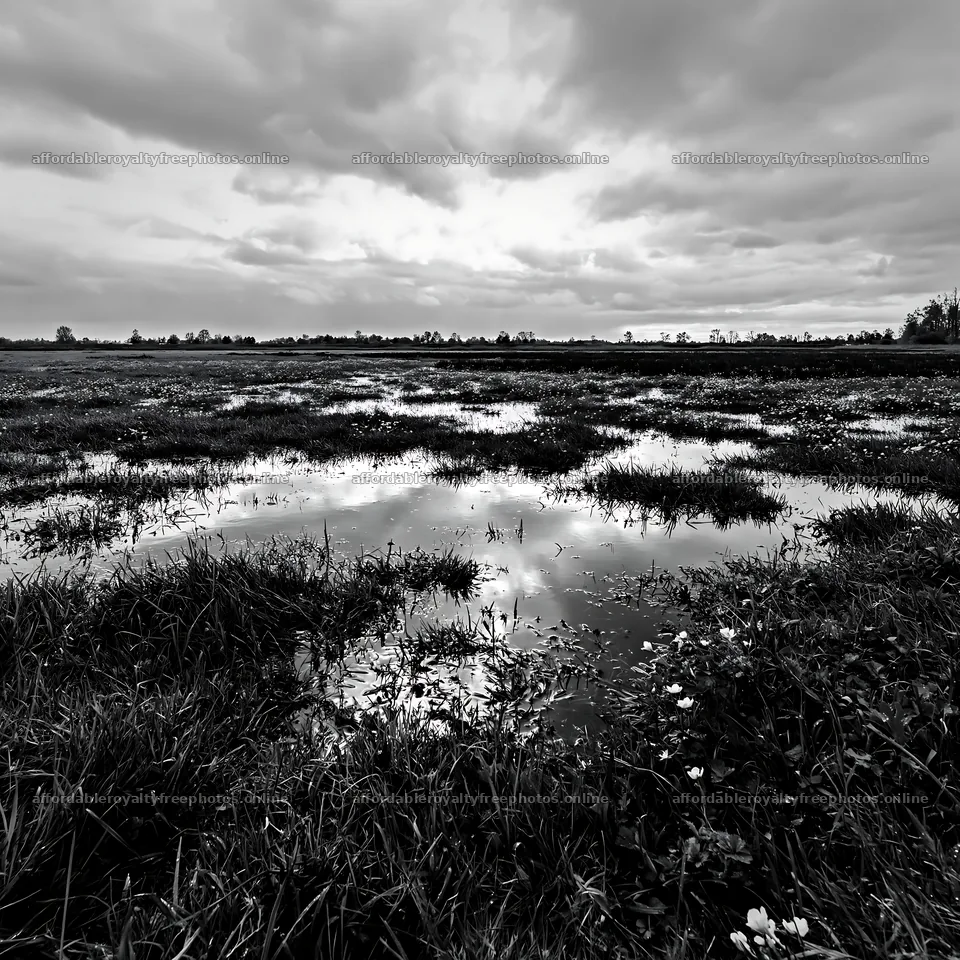 Regenerative meadow with water reflection and cloudy sky – royalty-free photos 7938x7938