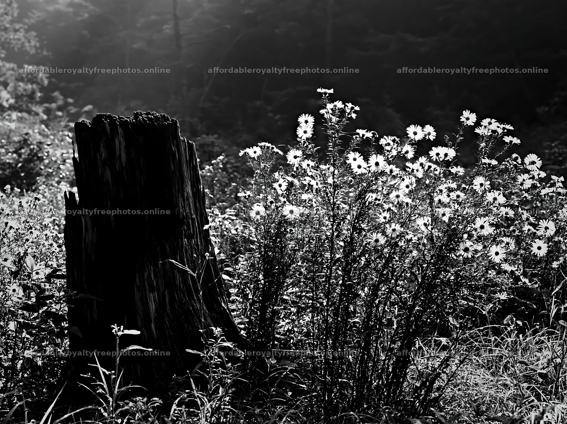 Fukushima native meadow with weathered stump and – royalty-free photos 9174x6866