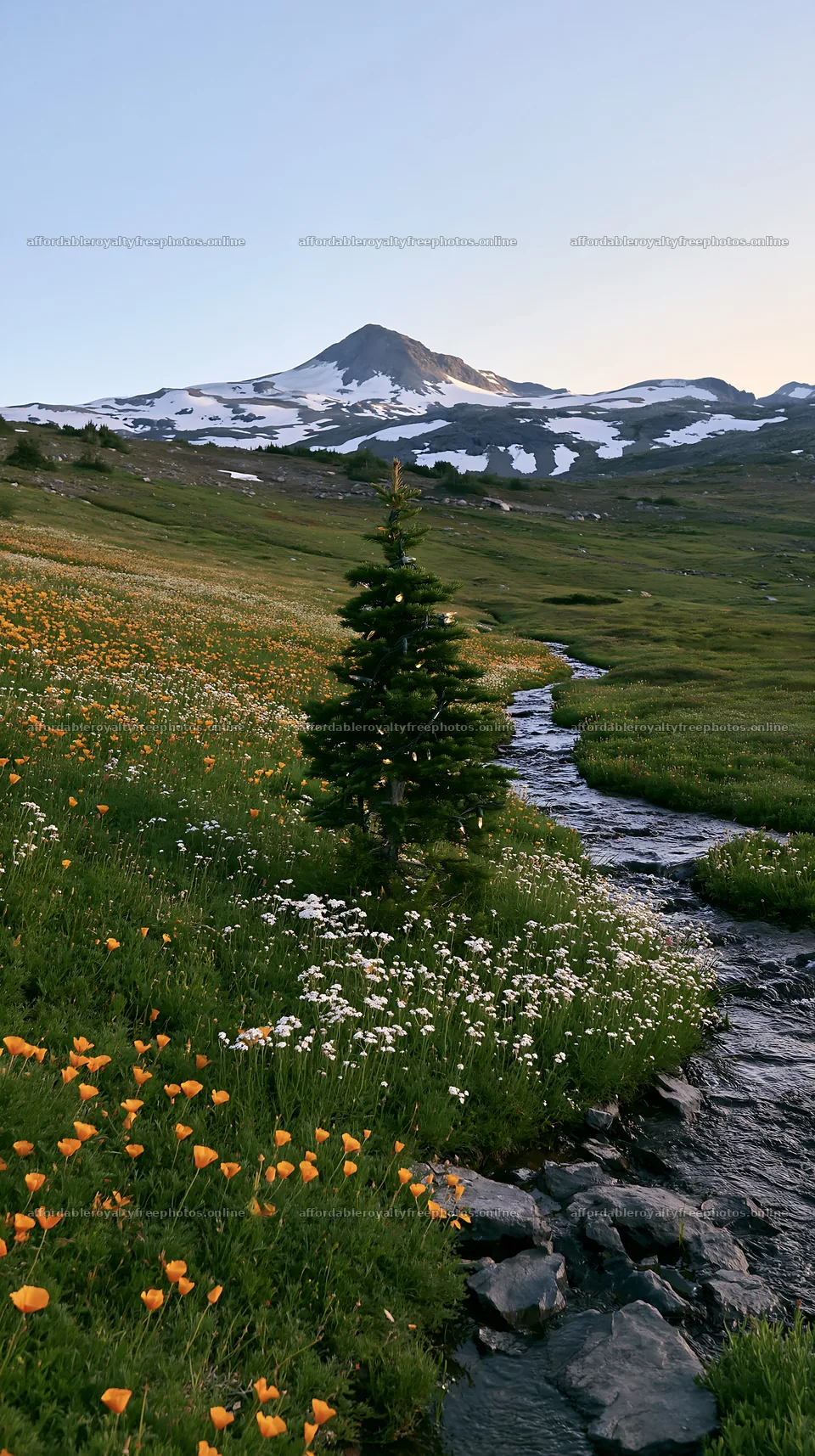 Christmas tree with lights next to stream in meadow – royalty-free photos 5938x10608