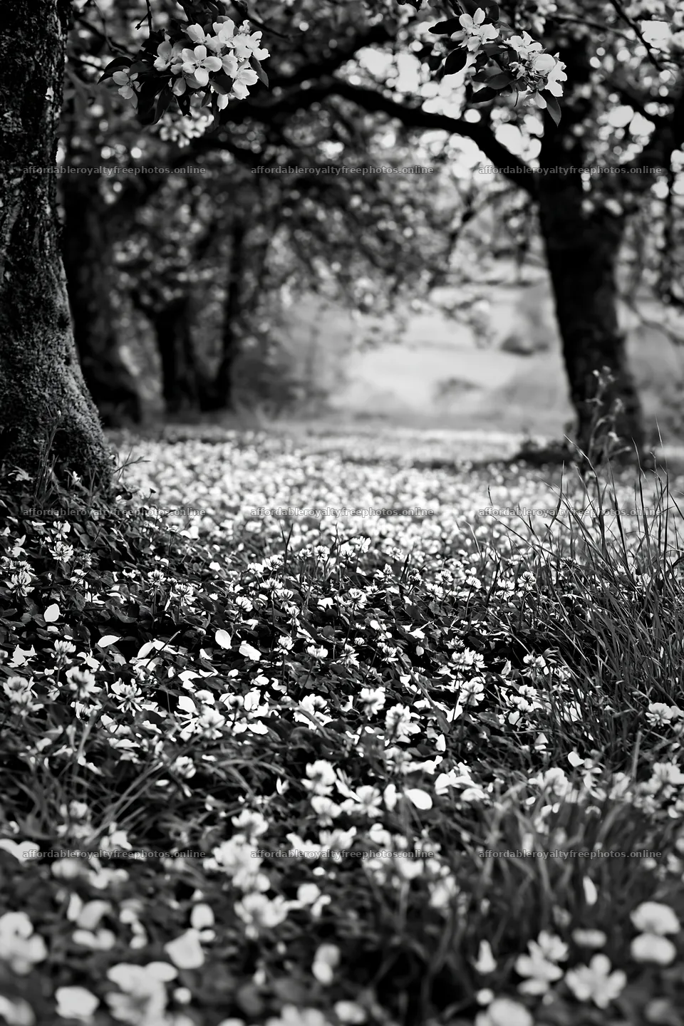 Clover apple meadow with trees and flowers in black and – royalty-free photos 6480x9722