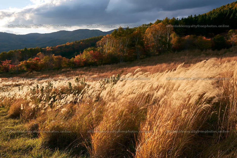 Aichi restored meadow autumn seedheads foreground – royalty-free photos 9722x6480