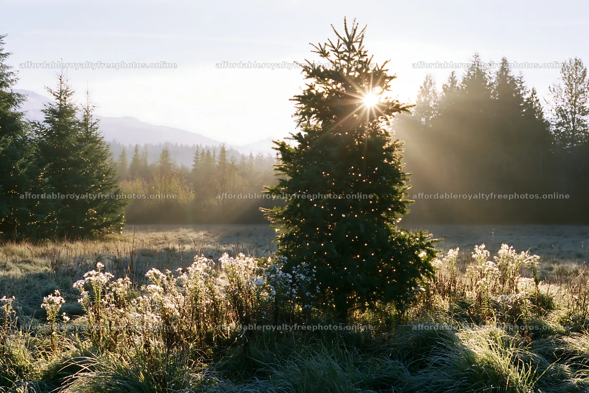 Christmas tree in meadow with sunlight in morning – royalty-free photos 9722x6480