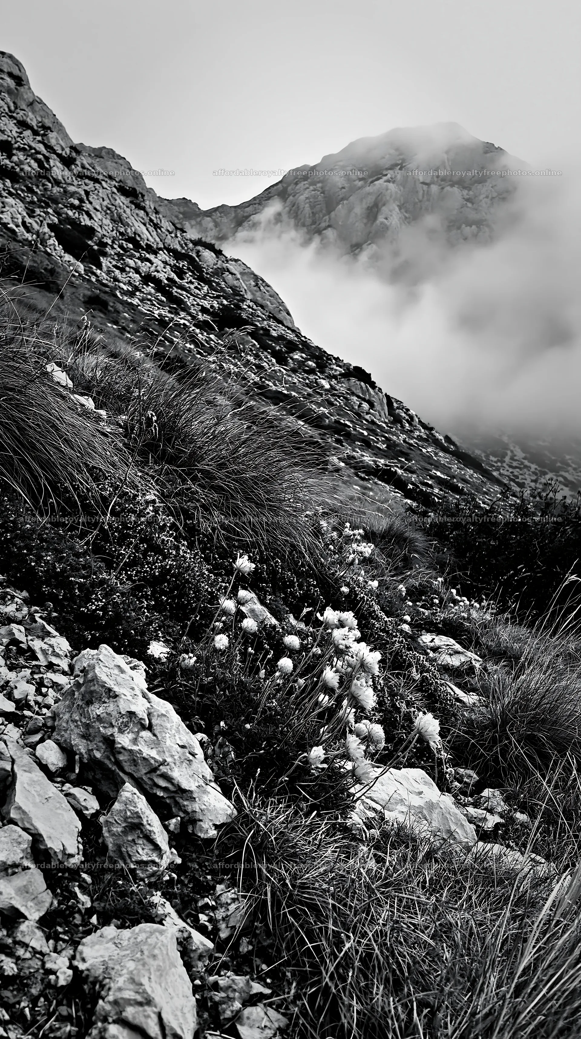 Cloudy limestone meadow with rocks and plants – royalty-free photos 5938x10608
