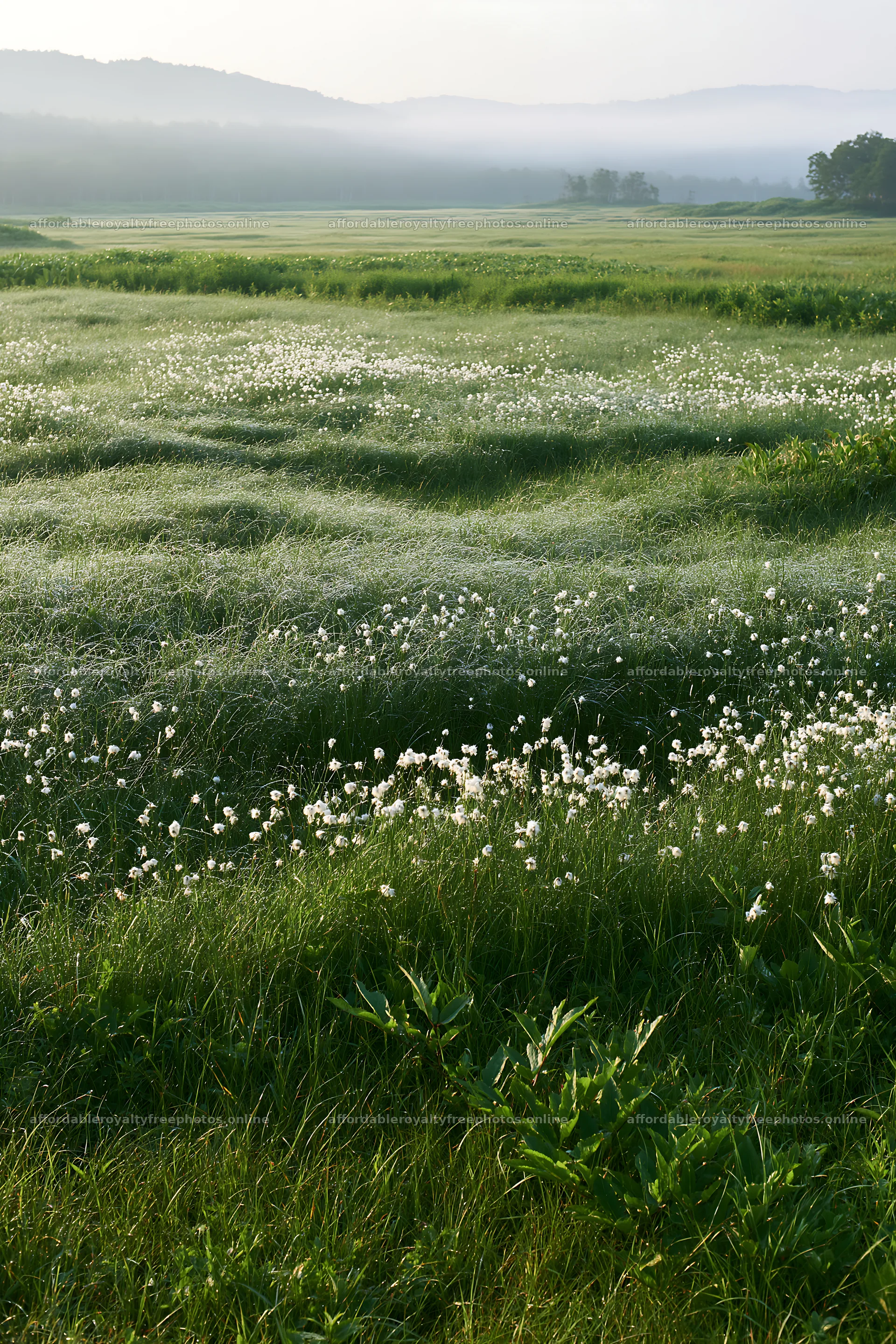 Expansive Hokkaido restoration meadow with dewdrops – royalty-free photos 6480x9722