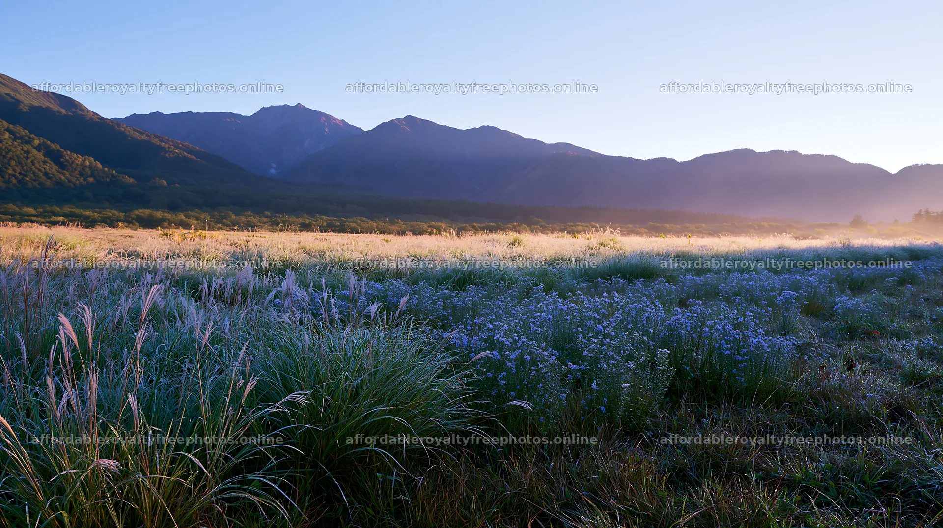 Biodiverse meadow in Nagano at dawn with dew on grass – royalty-free photos 10608x5938