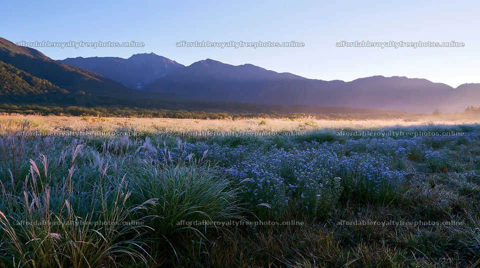 Biodiverse meadow in Nagano at dawn with dew on grass – royalty-free photos 10608x5938