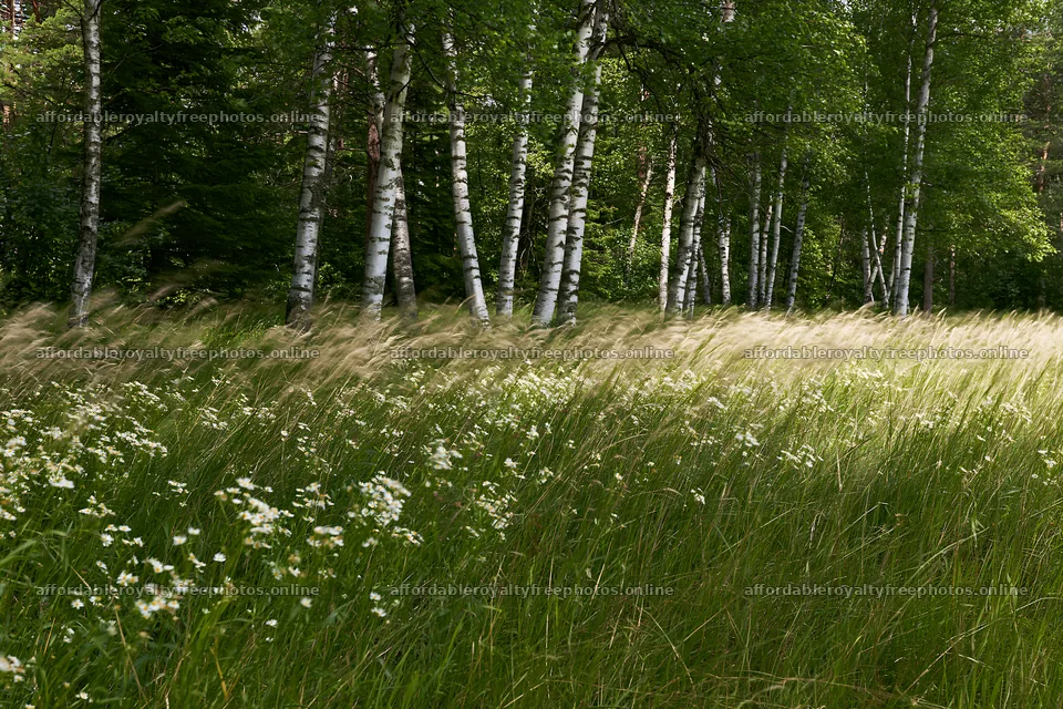 Birch forest meadow with tall grass and wildflowers – royalty-free photos 9722x6480
