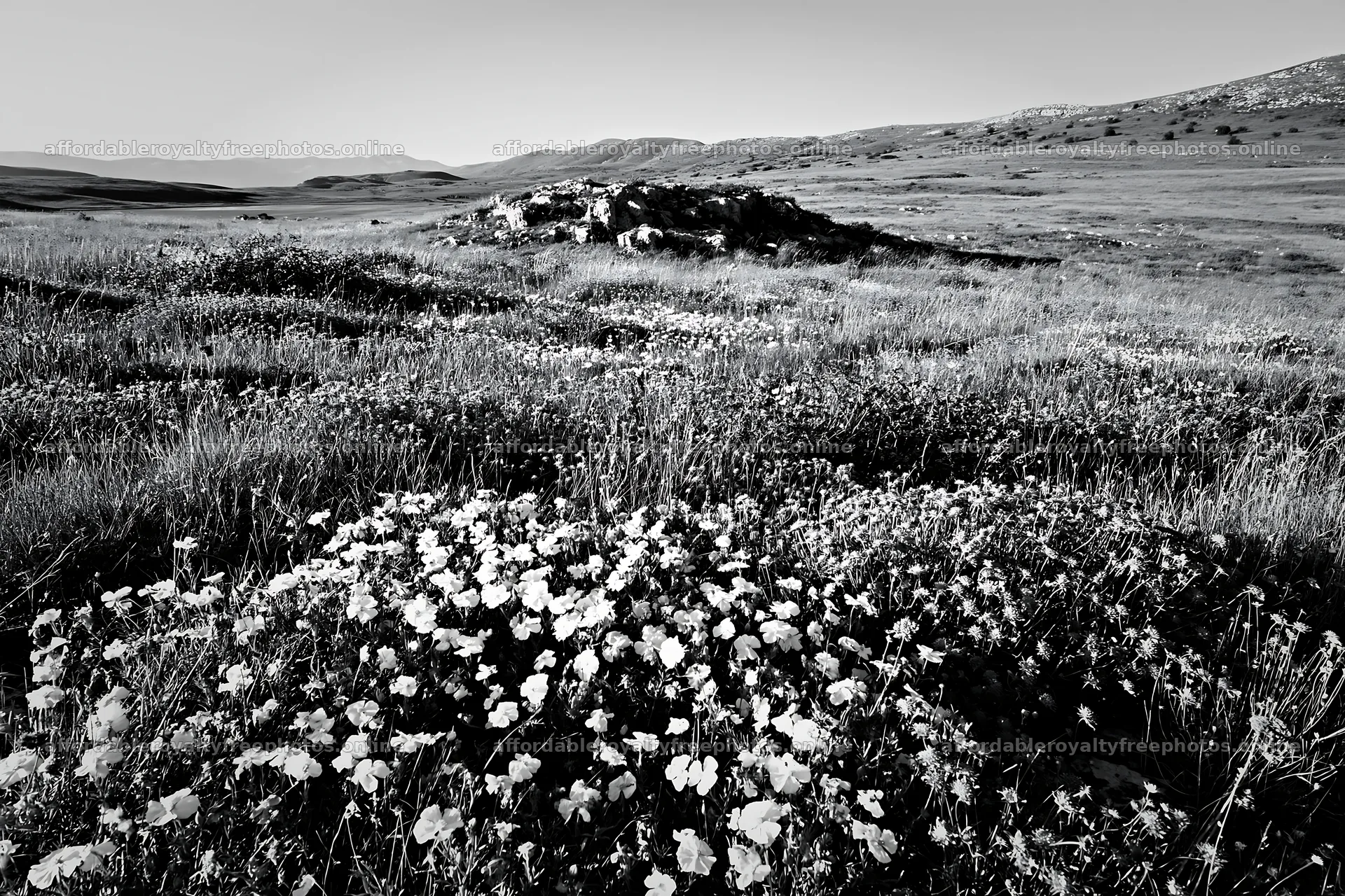 Sunny limestone meadow with flowers in black and white – royalty-free photos 9722x6480