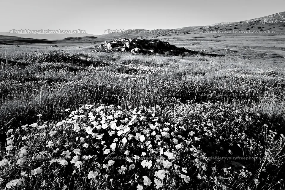Sunny limestone meadow with flowers in black and white – royalty-free photos 9722x6480