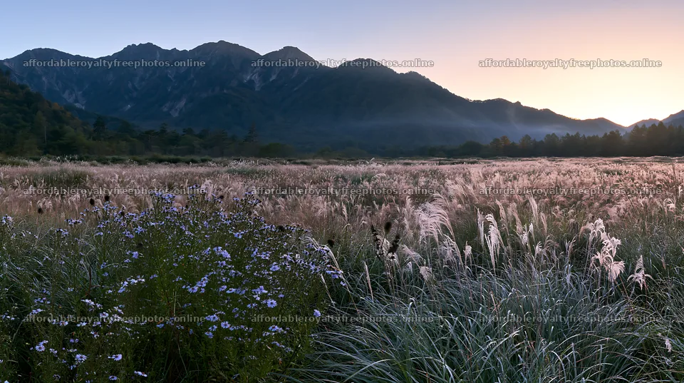 Biodiverse Nagano silver grass meadow dew at sunrise – royalty-free photos 10608x5938