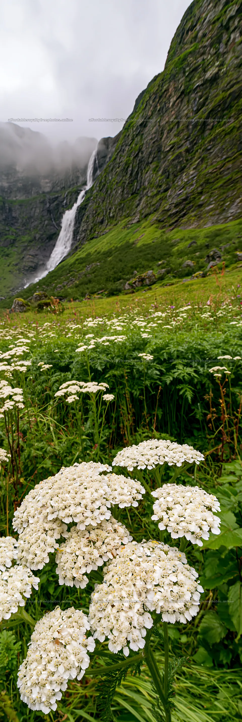 Blooming yarrow meadow with waterfall in the mountains – royalty-free photos 4602x13690