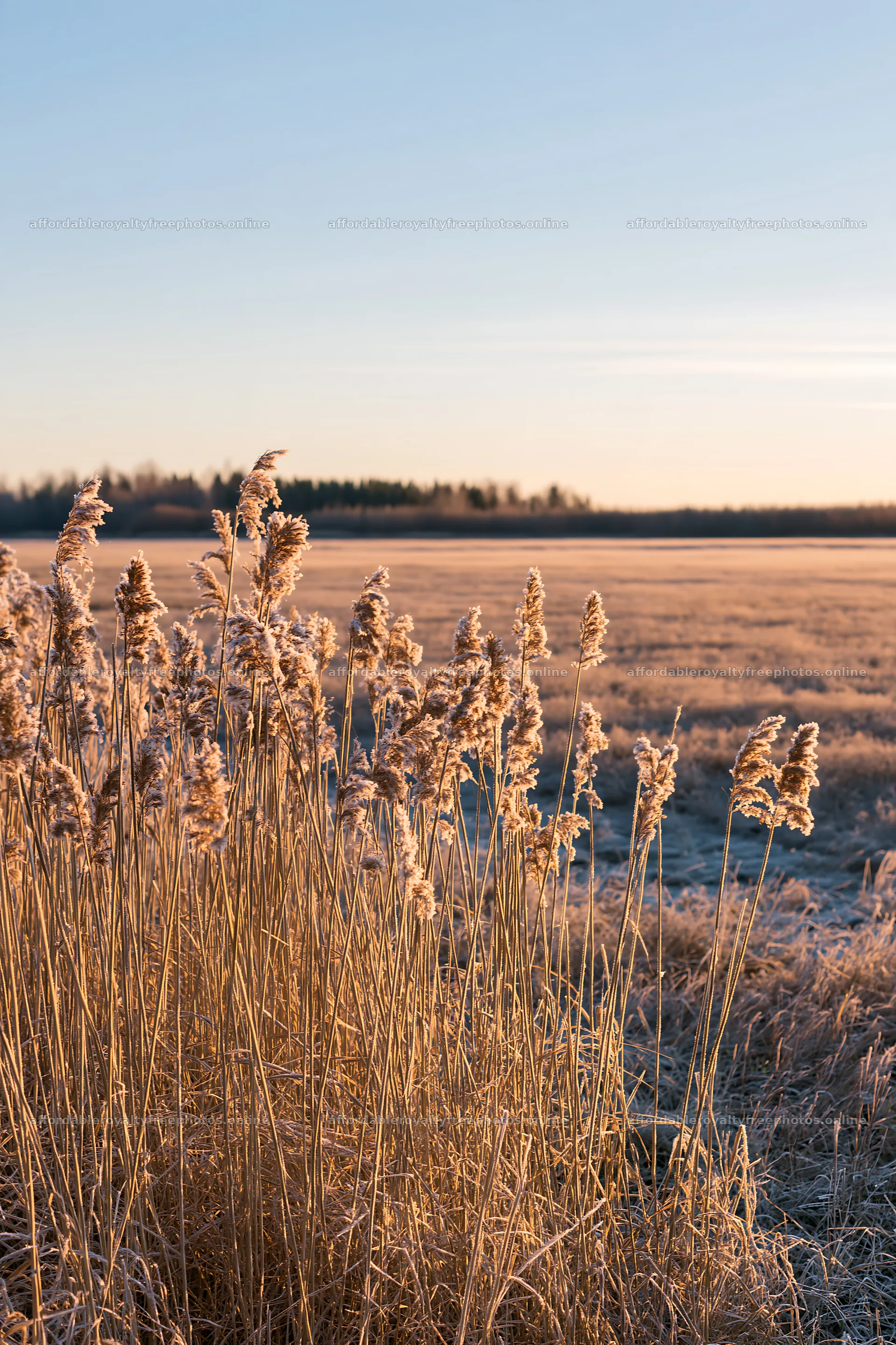 Saga floodplain meadow with reeds at sunrise – royalty-free photos 6480x9722