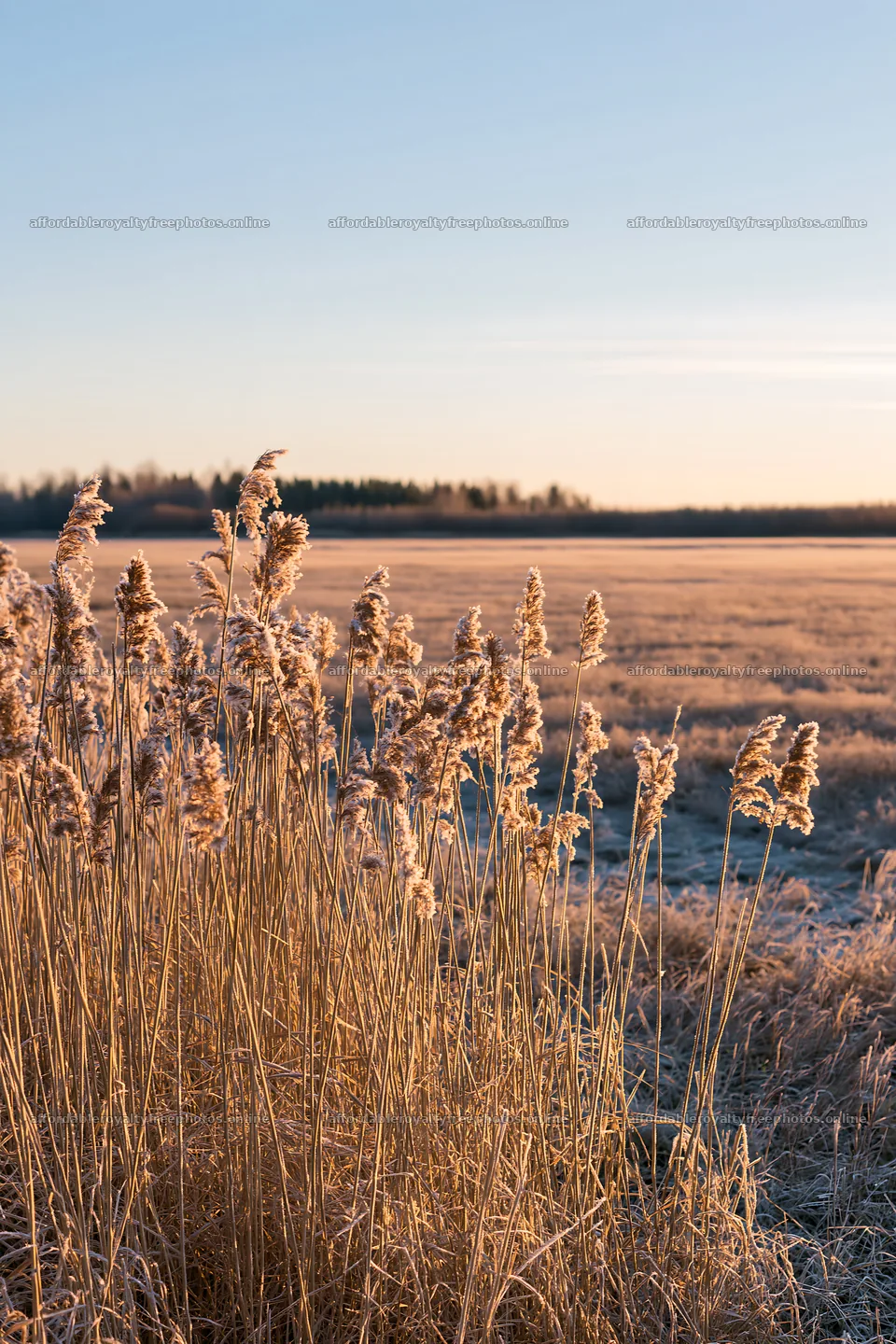 Saga floodplain meadow with reeds at sunrise – royalty-free photos 6480x9722