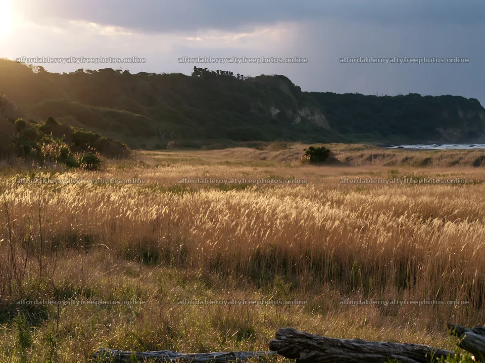 Chiba coastal climate meadow with driftwood in the – royalty-free photos 9174x6866