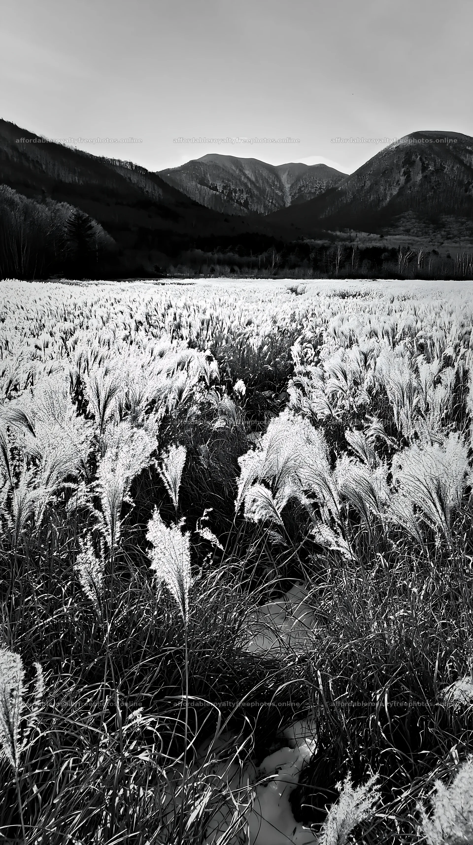 Climate-resilient Hokkaido silver grass meadow seedheads – royalty-free photos 5938x10608