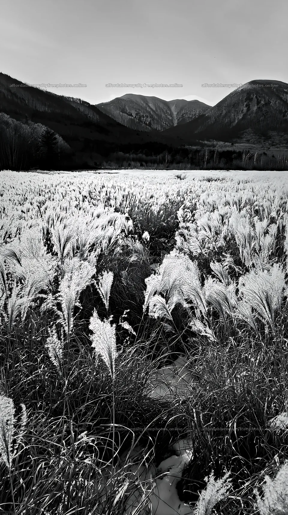 Climate-resilient Hokkaido silver grass meadow seedheads – royalty-free photos 5938x10608