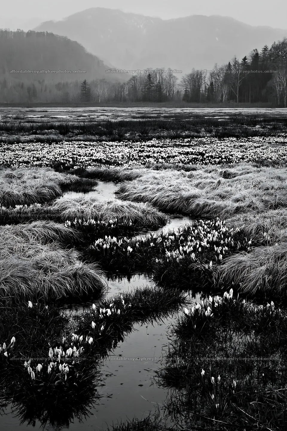 Akita snowmelt meadow with silver grasses and clear – royalty-free photos 6480x9722