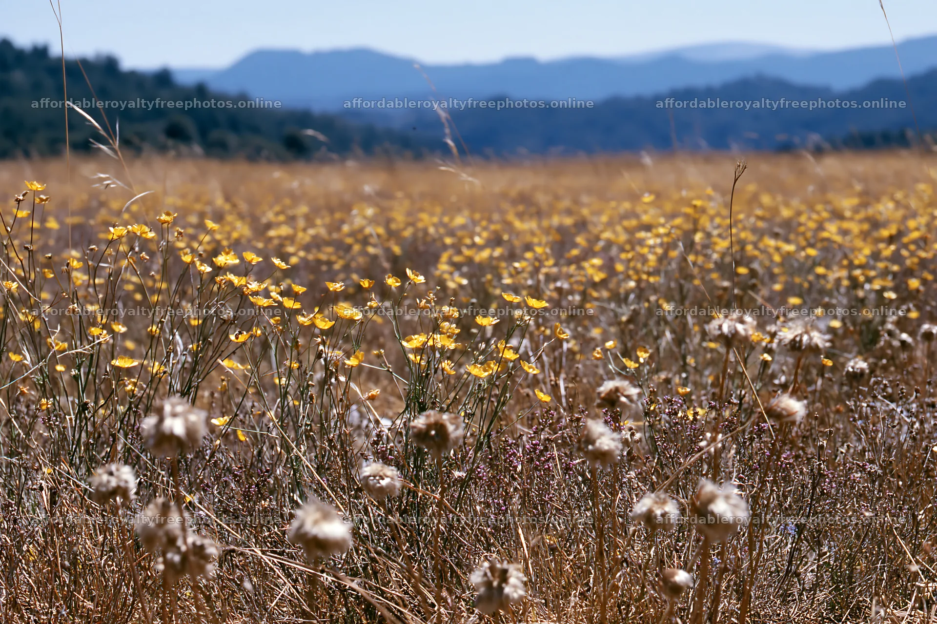 Colorful buttercup meadow filled with blooming – royalty-free photos 9722x6480