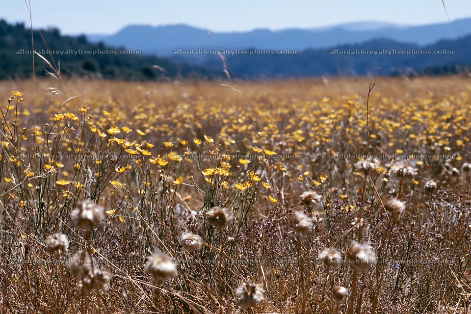 Colorful buttercup meadow filled with blooming – royalty-free photos 9722x6480